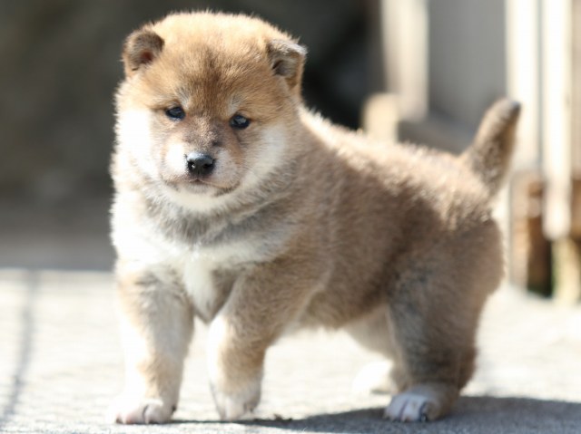 FP5A9527-puppy FP5A9527-puppy