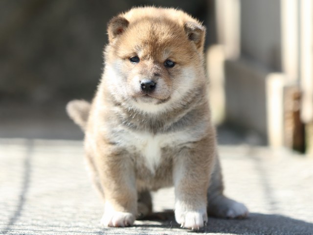 FP5A9531-puppy FP5A9531-puppy