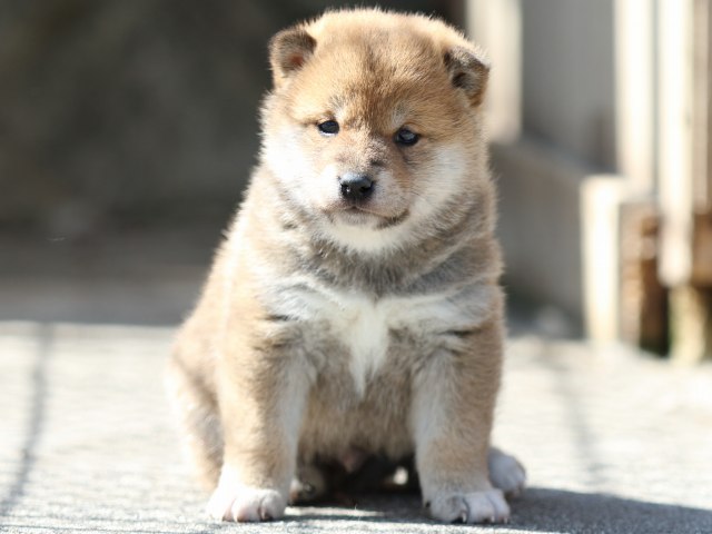 FP5A9534-puppy FP5A9534-puppy