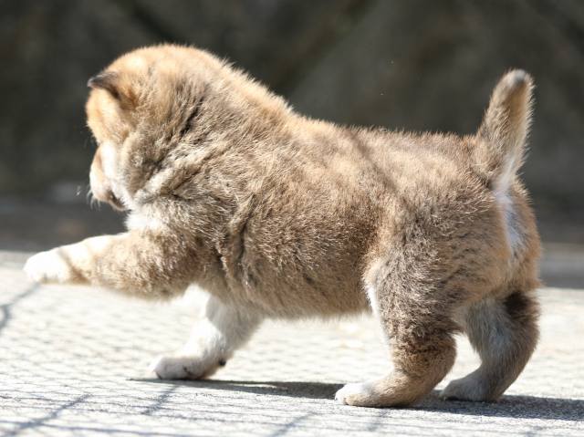 FP5A9541-puppy FP5A9541-puppy
