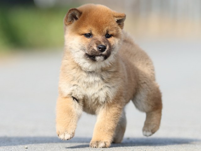FP5A9616-puppy FP5A9616-puppy