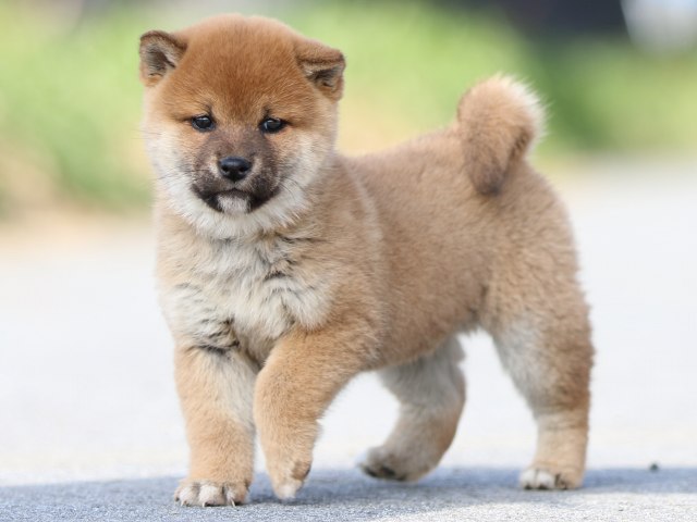 FP5A9626-puppy FP5A9626-puppy
