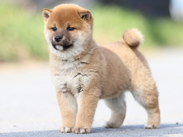 FP5A9630-puppy FP5A9630-puppy