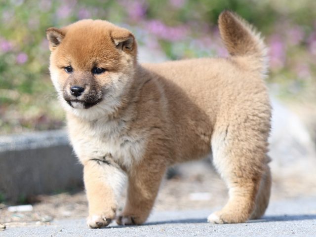 FP5A9635-puppy FP5A9635-puppy