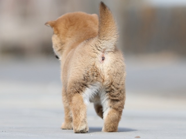 FP5A9638-puppy FP5A9638-puppy
