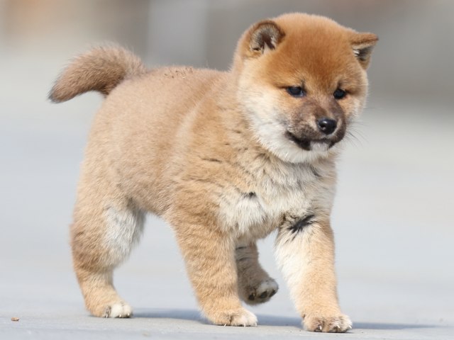 FP5A9640-puppy FP5A9640-puppy