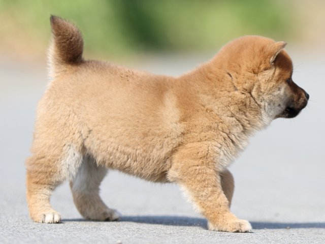 FP5A9650-puppy FP5A9650-puppy