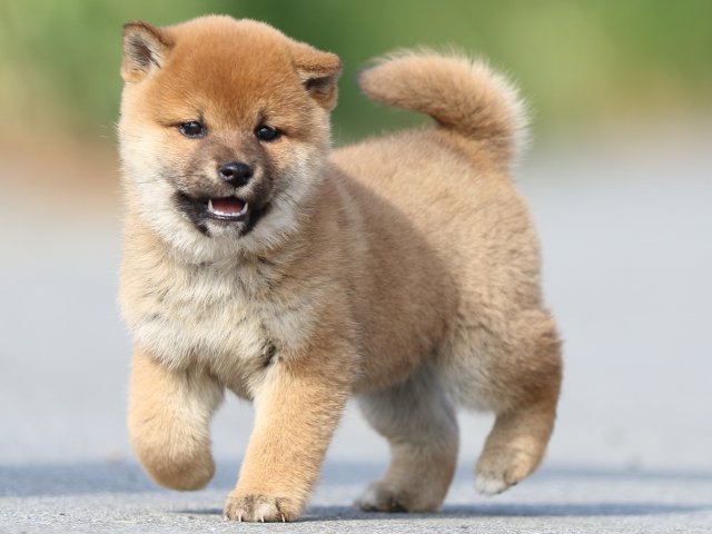 FP5A9665-puppy FP5A9665-puppy