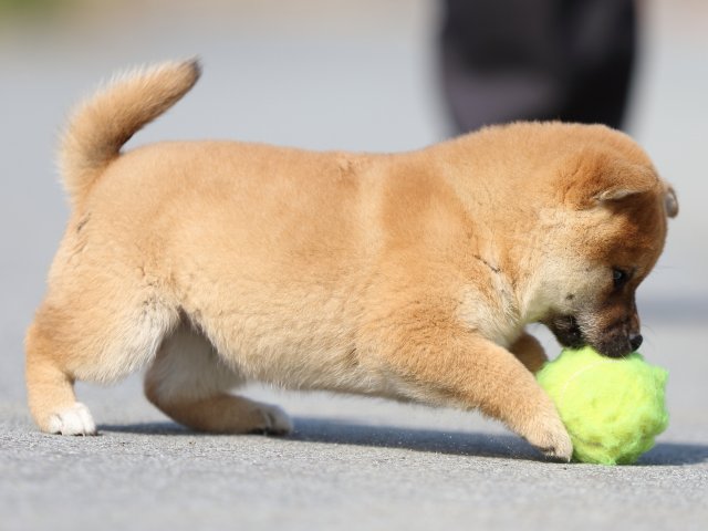 FP5A9740-puppy FP5A9740-puppy