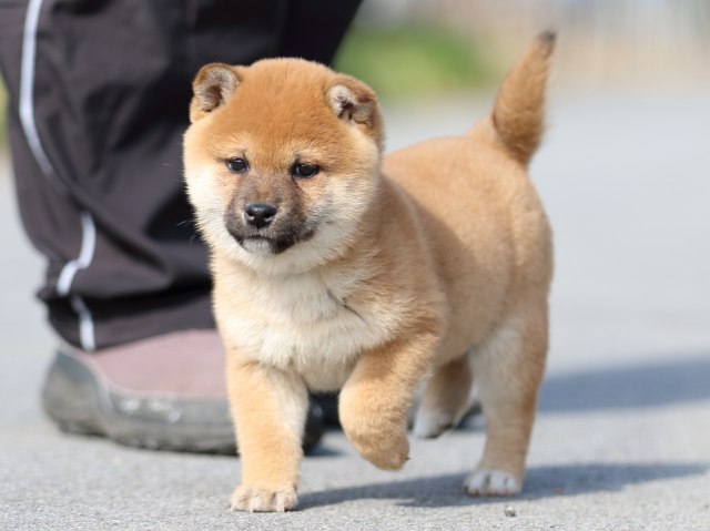 FP5A9767-puppy FP5A9767-puppy