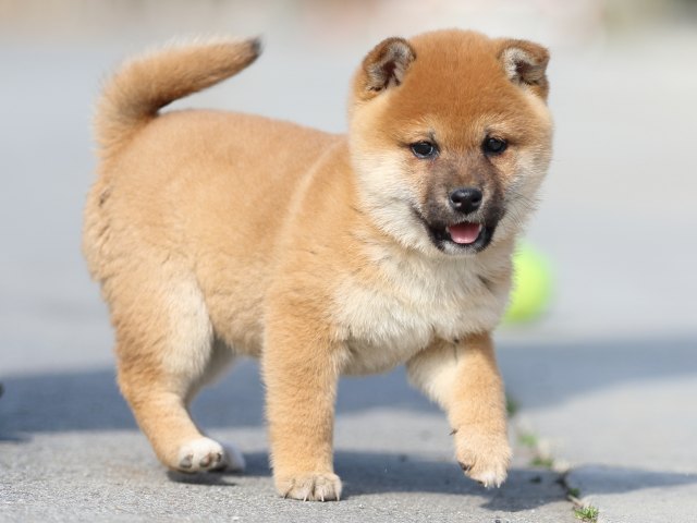 FP5A9772-puppy FP5A9772-puppy