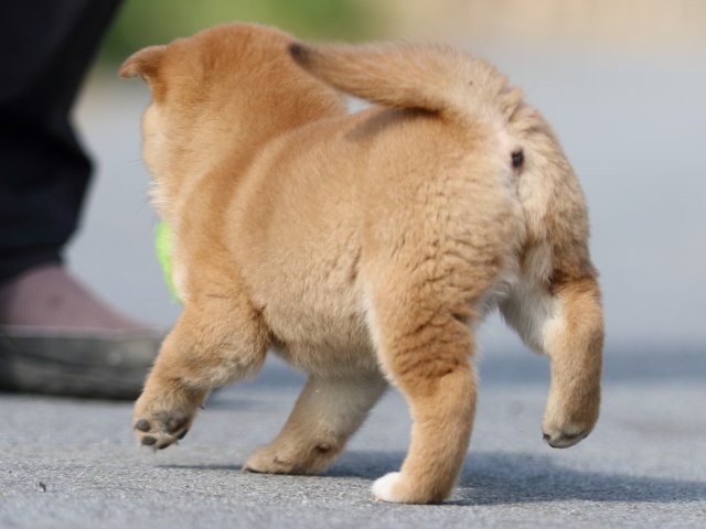 FP5A9784-puppy FP5A9784-puppy