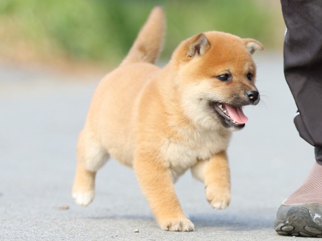 FP5A9836-puppy FP5A9836-puppy