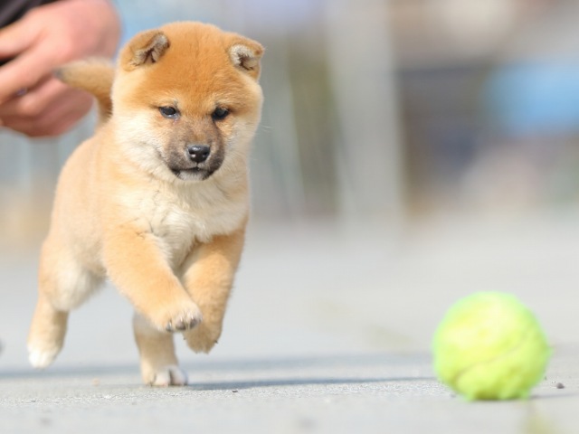 FP5A9880-puppy FP5A9880-puppy