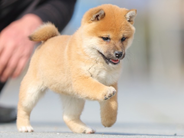 FP5A9913-puppy FP5A9913-puppy