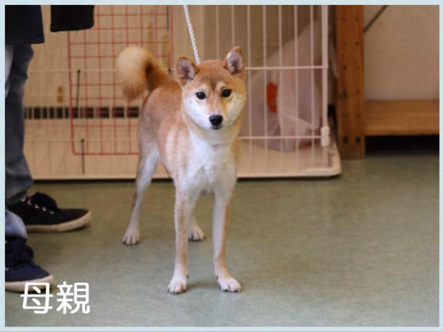 鴻漸の桃香号 鴻漸の桃香号