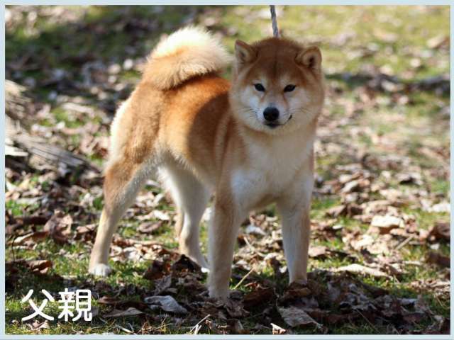 越乃海皇号 越乃海皇号