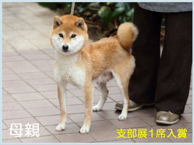 紅の結希号1 紅の結希号1