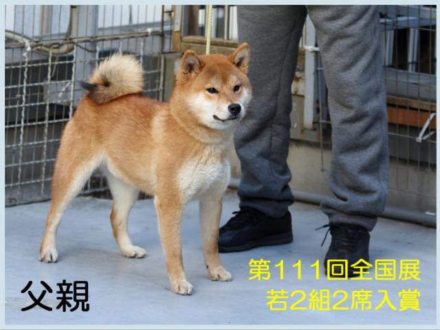 旭の光竜号1-titi 旭の光竜号1-titi
