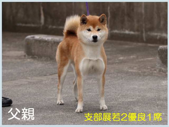 桜乃雷士号 桜乃雷士号