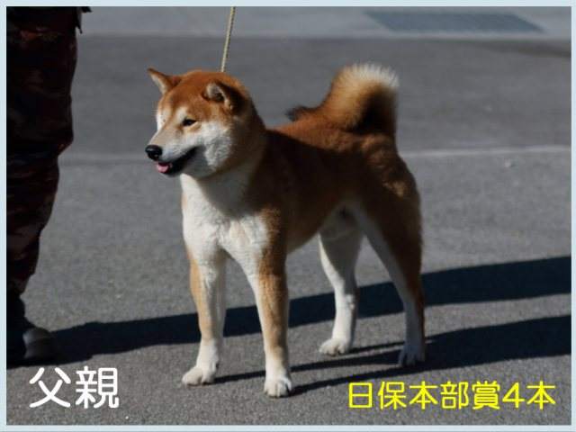 皇鈴の鳳元号2 皇鈴の鳳元号2