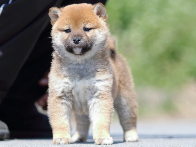 FP5A0029-puppy FP5A0029-puppy