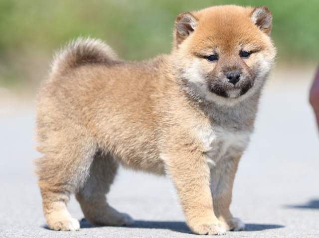 FP5A0045-puppy FP5A0045-puppy
