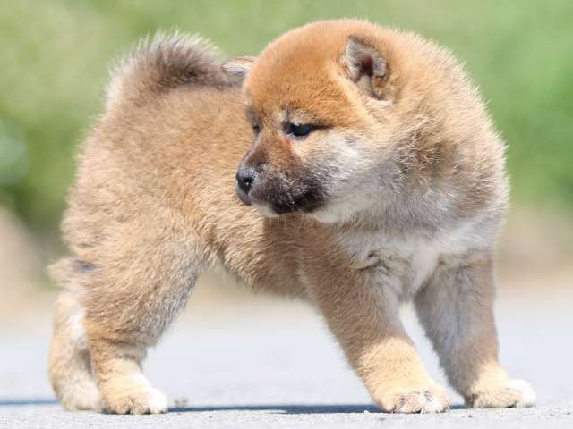 FP5A0055-puppy FP5A0055-puppy