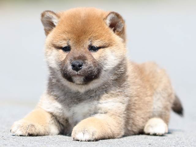 FP5A0087-puppy FP5A0087-puppy
