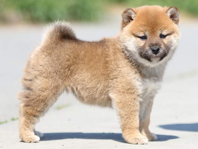 FP5A0104-puppy FP5A0104-puppy