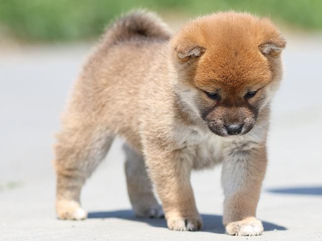 FP5A0114-puppy FP5A0114-puppy