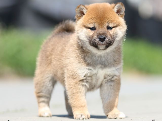 FP5A0124-puppy FP5A0124-puppy