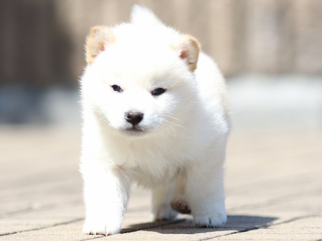 FP5A0151-puppy FP5A0151-puppy