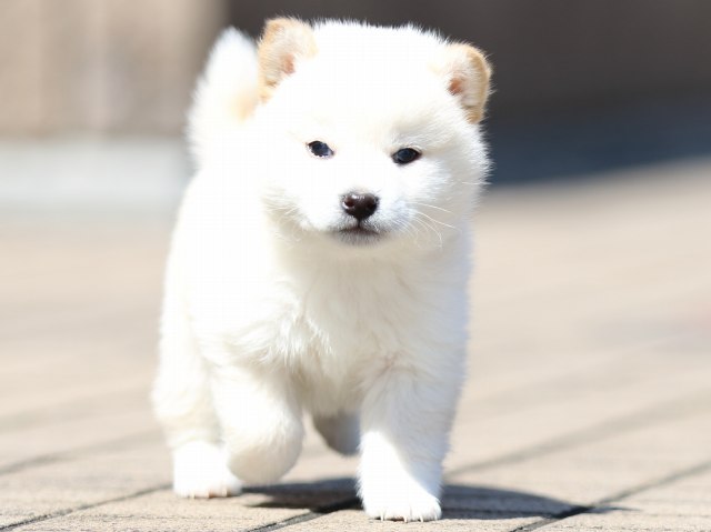 FP5A0161-puppy FP5A0161-puppy