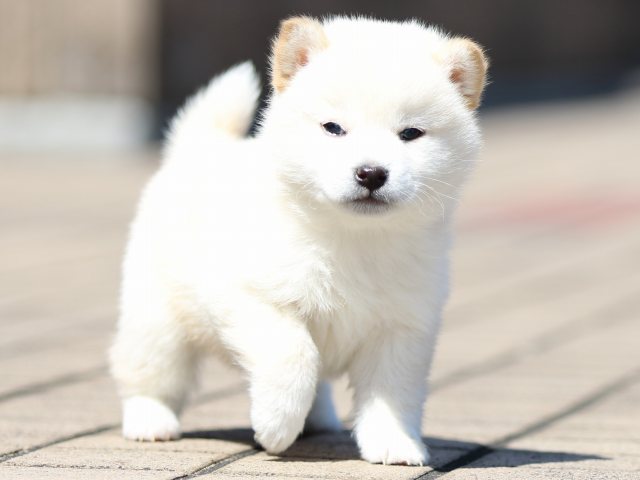 FP5A0172-puppy FP5A0172-puppy