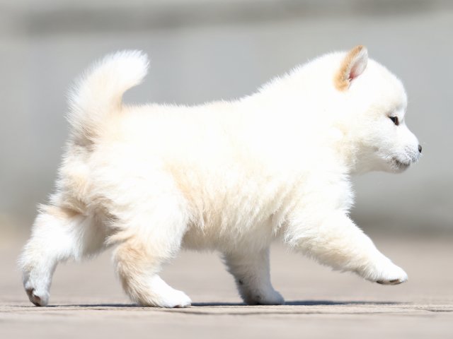 FP5A0188-puppy FP5A0188-puppy