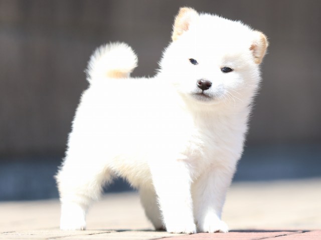 FP5A0209-puppy FP5A0209-puppy