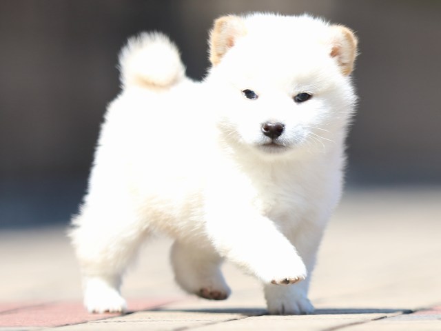 FP5A0217-puppy FP5A0217-puppy