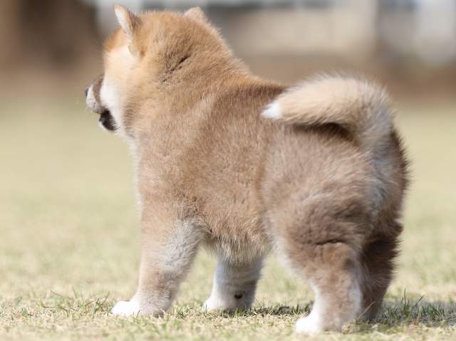FP5A1149-puppy FP5A1149-puppy