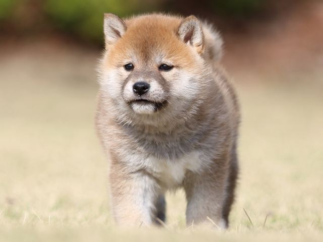 FP5A1180-puppy FP5A1180-puppy