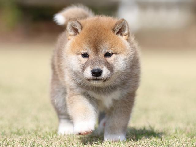 FP5A1248-puppy FP5A1248-puppy