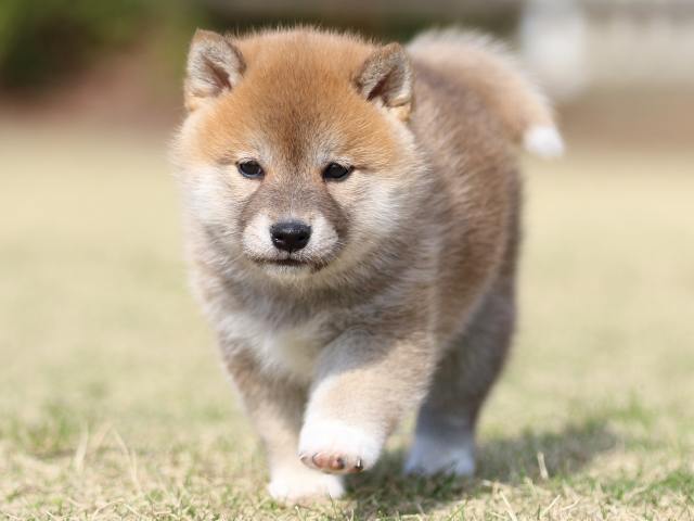 FP5A1250-puppy FP5A1250-puppy