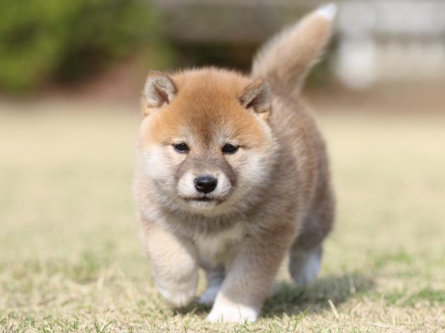 FP5A1251-puppy FP5A1251-puppy