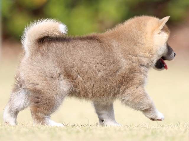 FP5A1293-puppy FP5A1293-puppy