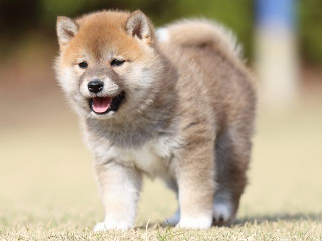 FP5A1304-puppy FP5A1304-puppy