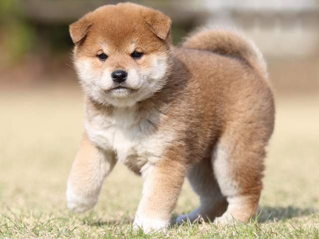 FP5A1383-puppy FP5A1383-puppy