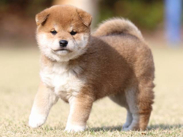 FP5A1406-puppy FP5A1406-puppy