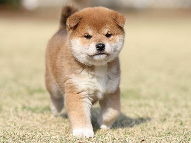 FP5A1435-puppy FP5A1435-puppy