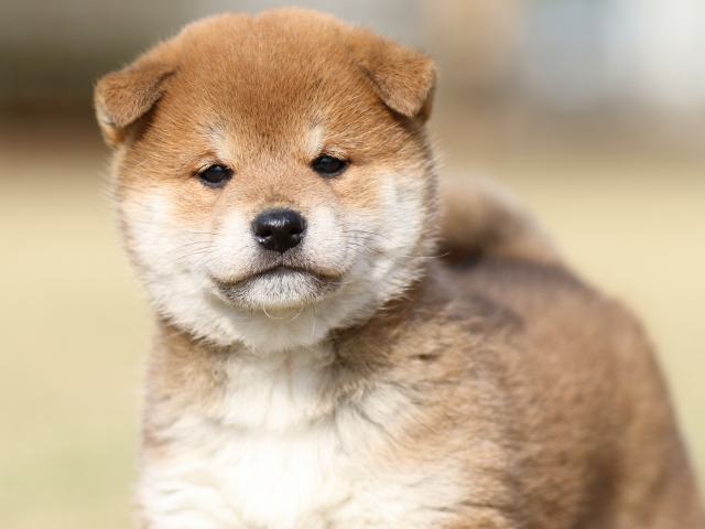 FP5A1449-puppy FP5A1449-puppy