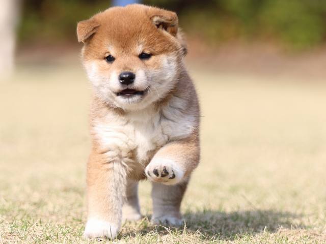 FP5A1474-puppy FP5A1474-puppy